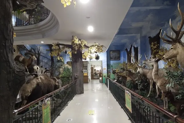 Aktivitas yang Menarik Dilakukan di Rahmat International Wildlife Museum & Gallery