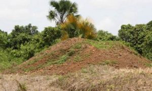 Candi Bara Padang Lawas - Sejarah, Daya Tarik, Tiket & Ragam Aktivitas