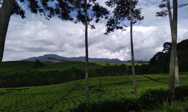 Kebun Teh Kabawetan