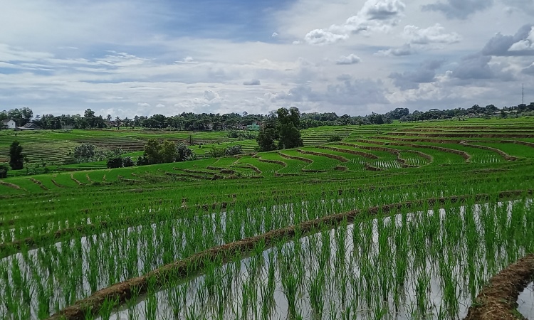 Sawah Bertingkat