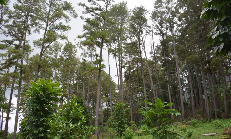 Taman Hutan Raya Pocut Meurah Intan