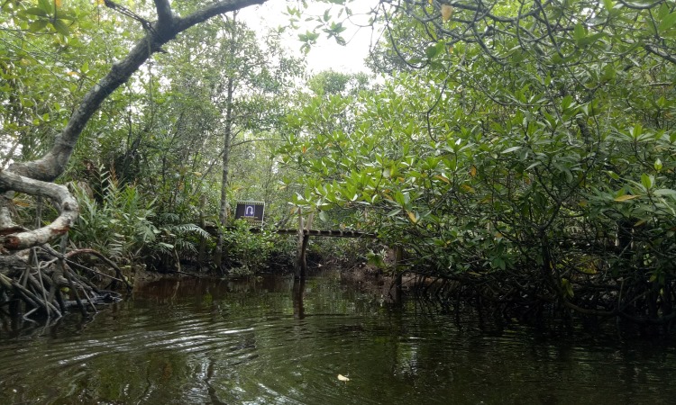 Wisata Mangrove Munjang Kurau Barat