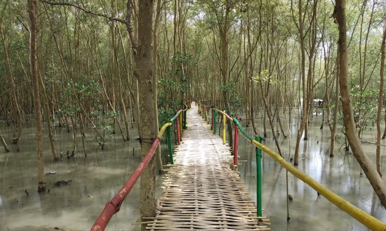 Hutan Mangrove
