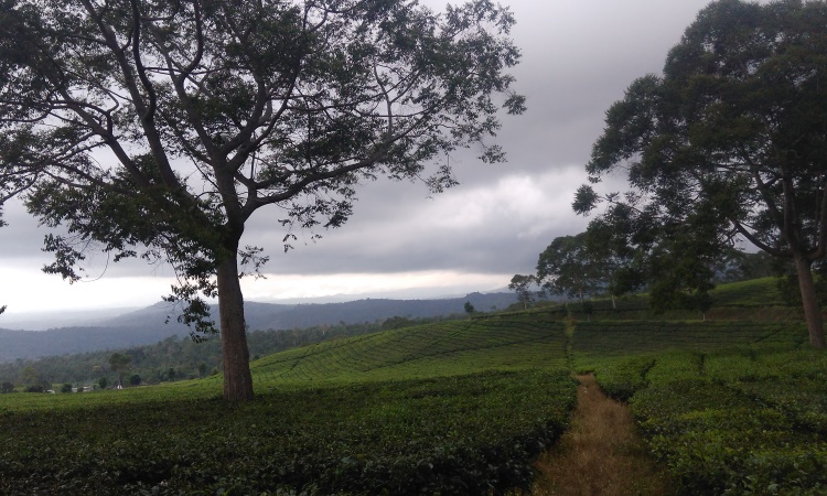 Jalur Pendakian Gunung Dempo