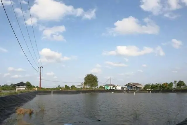 Kampung Tambak Rawajitu Timur di Tulang Bawang