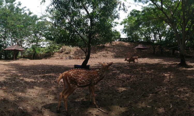 Kebun Binatang Sriwijaya
