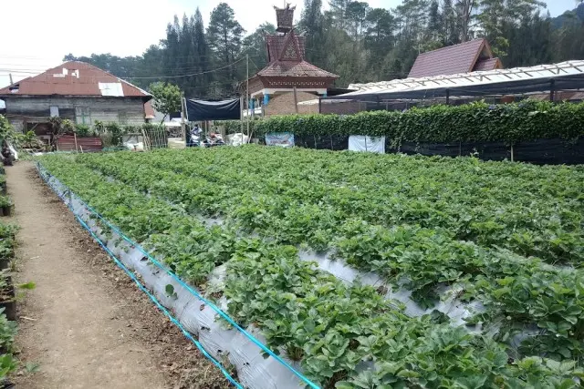 Kebun Raya Tongkoh Karo