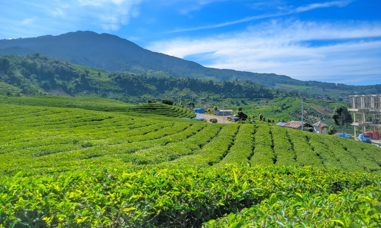 Kebun Teh Alahan Panjang