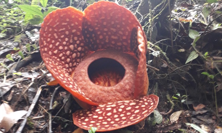 Taman Bunga Raflesia
