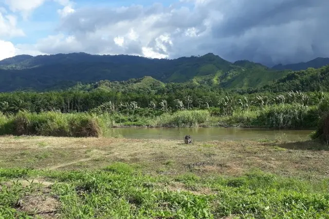 Taman Nasional Batang Gadis di Mandailing