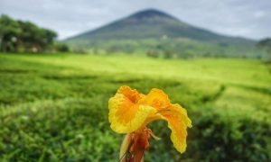 Tempat Wisata Pagar Alam