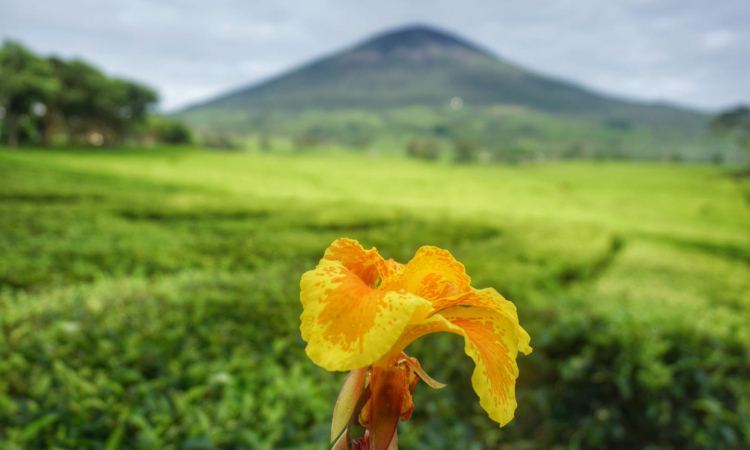 Tempat Wisata Pagar Alam