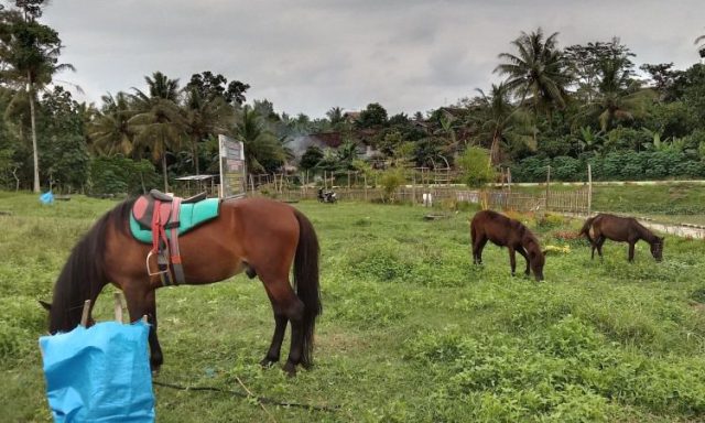 Wahana Berkuda Watu Sewu