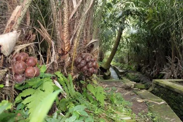 Wisata Salak Pondoh Marbau Labuhanbatu Utara