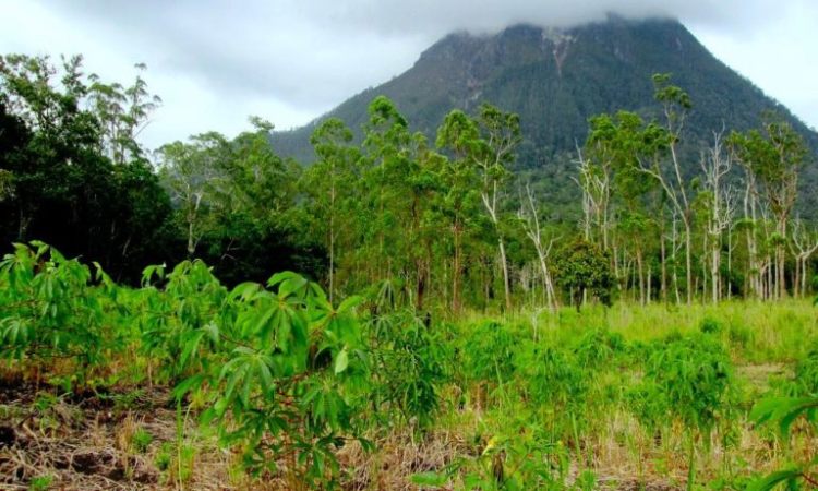 Hutan Lindung Sosopan