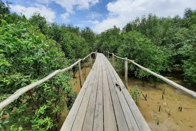 Hutan Mangrove Lalan Musi Banyuasin