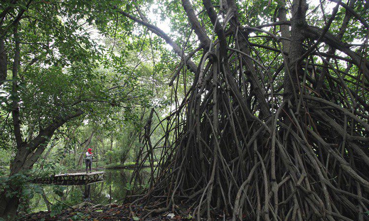 Hutan Mangrove