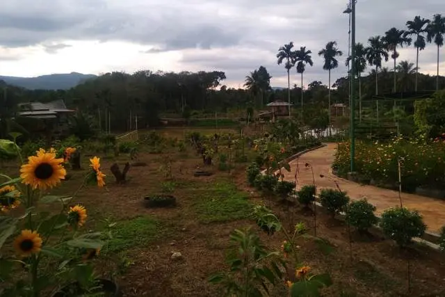 Kebun Bunga Matahari Batang Bahal