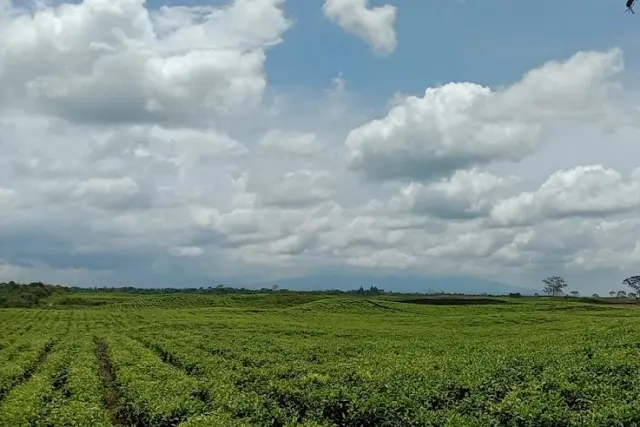 Kebun Teh Sidanamik Pakpak Bharat
