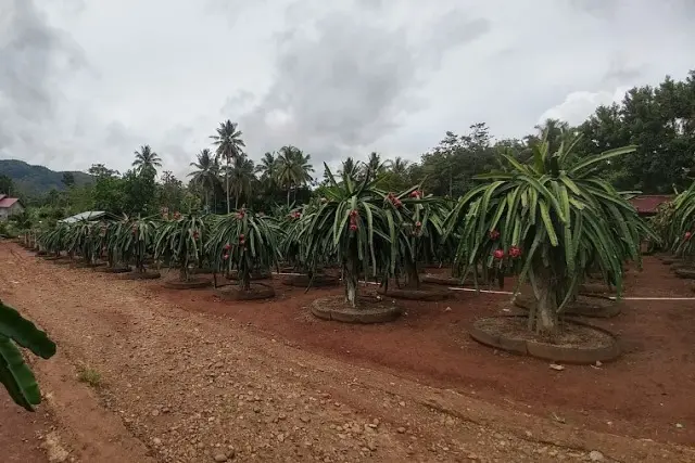 Perkebunan Buah Naga
