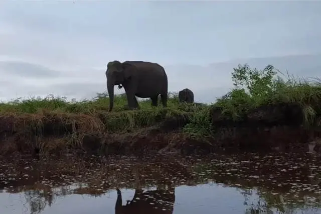 Suaka Margasatwa Padang Sugihan