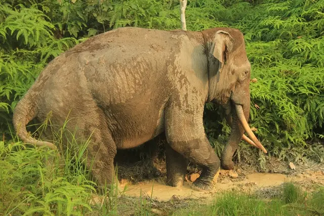 Taman Nasional Tesso Nilo