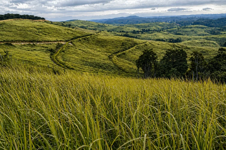Bukit Ilalang Bajubang