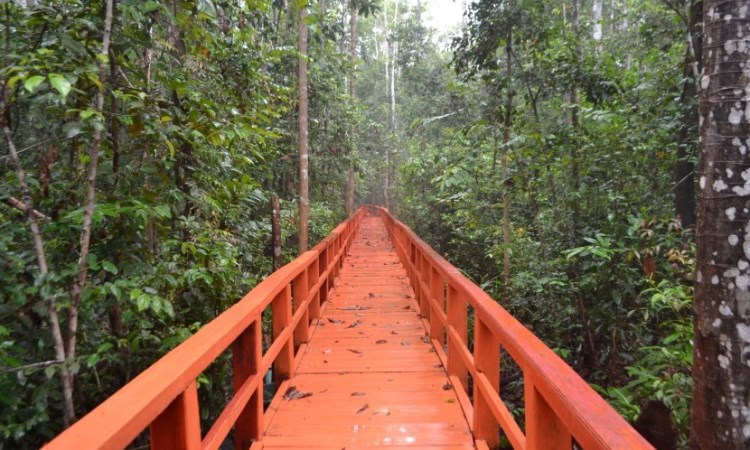 Tempat Wisata di Bangka Tengah Hutan Pelawan