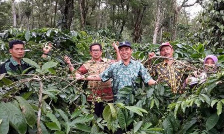 Kebun Kopi Kepahiang
