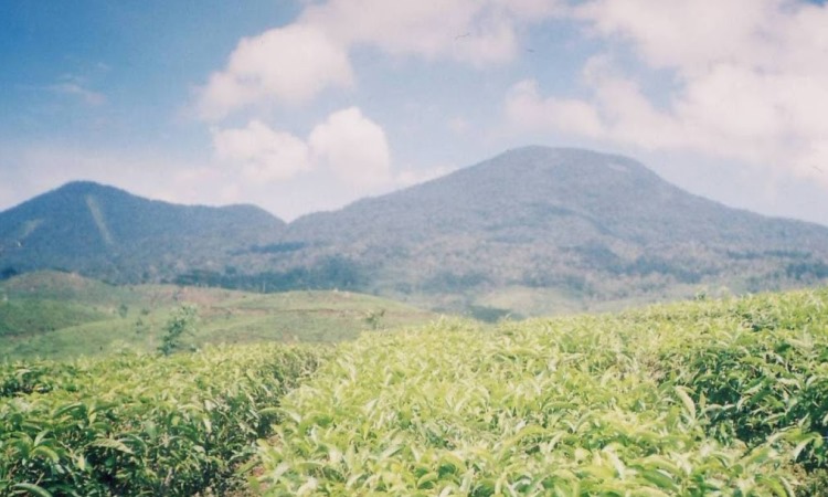 Kebun Teh Bukit Daun
