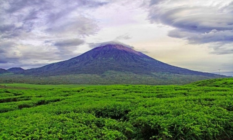 Perkebunan Teh Kayu Aro