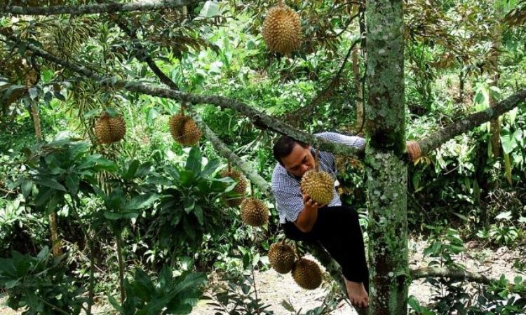 Pondok Durian Mestong