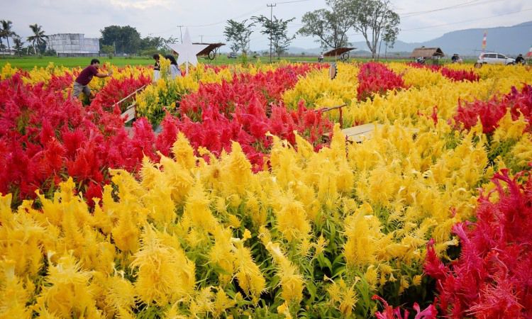 Taman Bunga Rejang Lebong