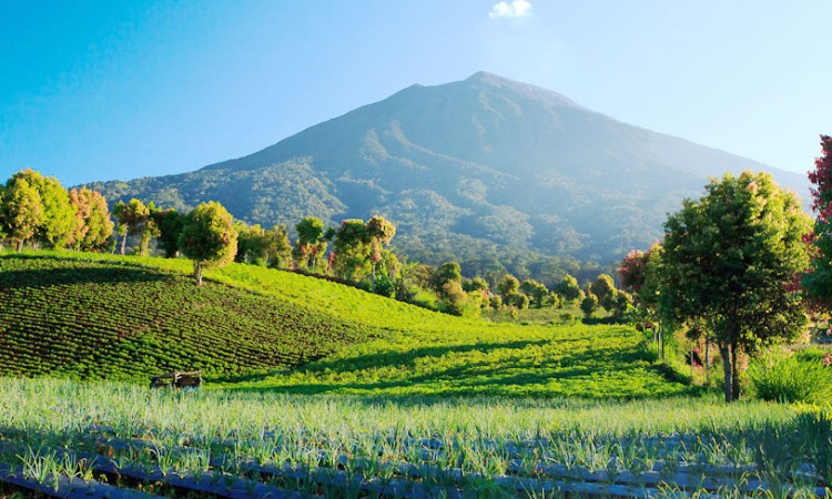 Taman Nasional Kerinci Seblat