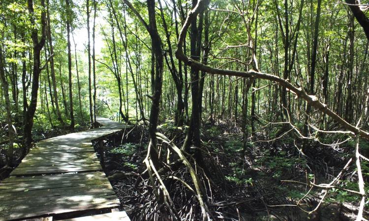 Wisata Cagar Alam Hutan Bakau Pantai Timur