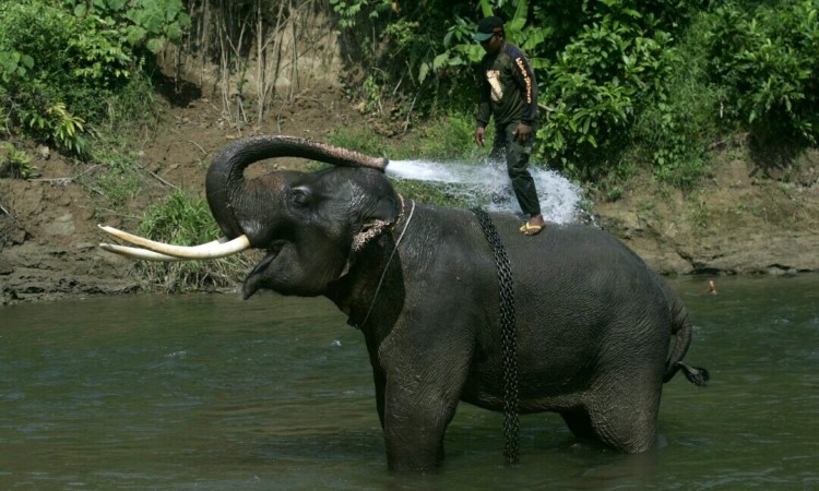 Penangkaran Gajah Lahat