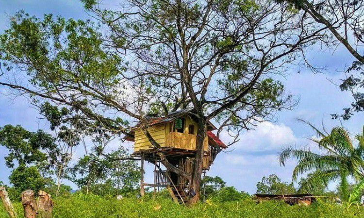 Rumah Pohon Jomblo