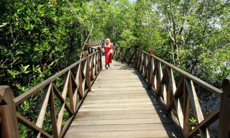 Taman Mangrove Langsa