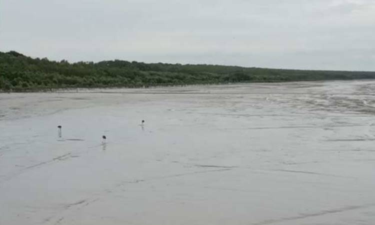 Pantai Desa Sungsang