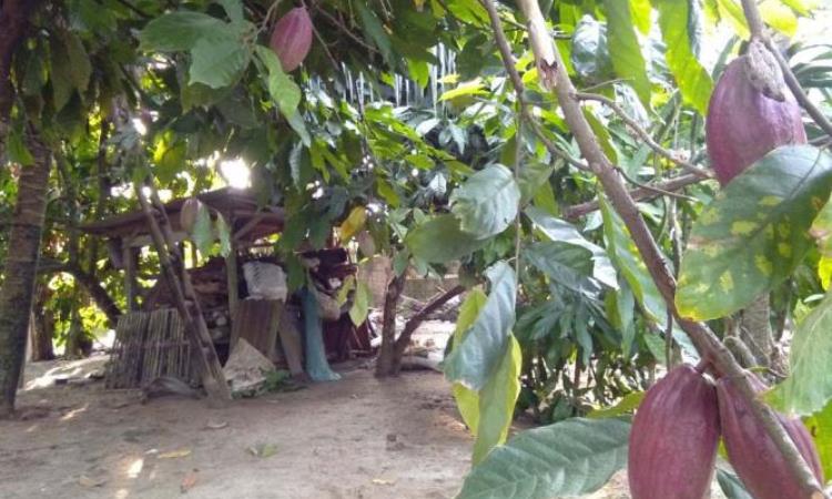 Kakao Asal Simalungun