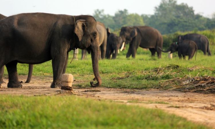 Taman Nasional Way Kambas, Lampung