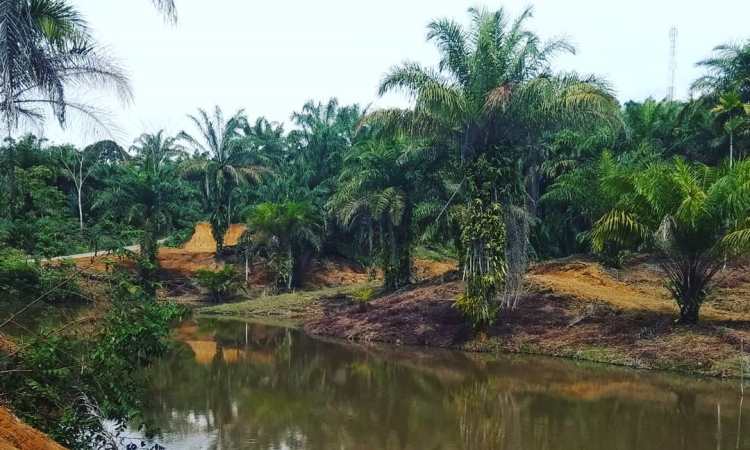 Kampong Namo Buaya