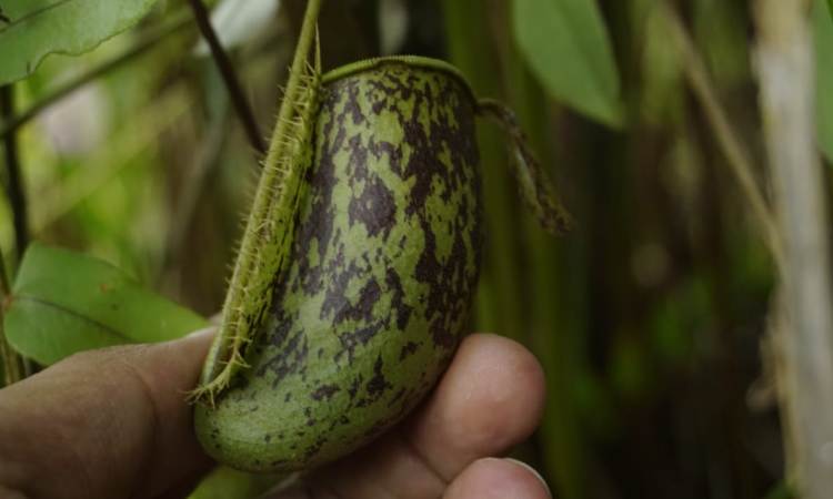 Kancung Beruk Kerinci