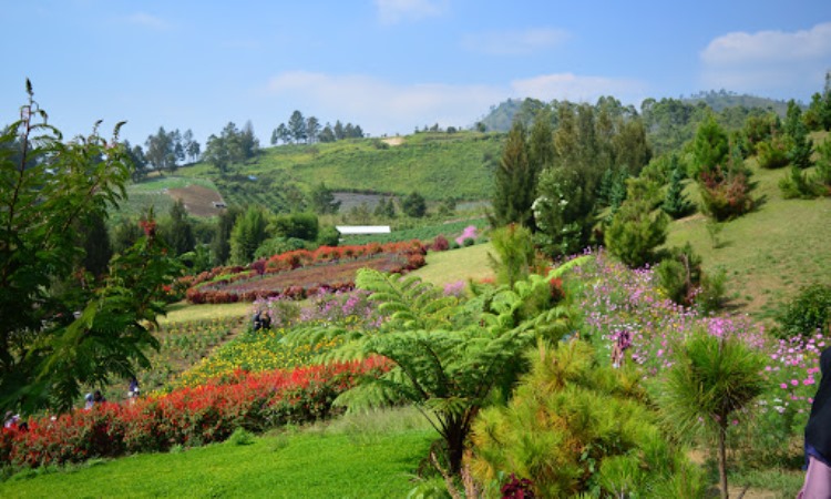 Kebun Bunga Sapo Juma Tongging