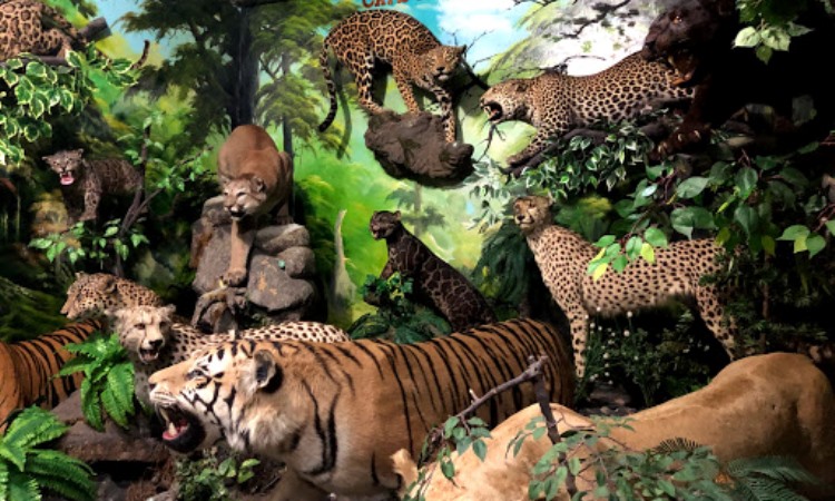 Rahmat International Wildlife Museum & Gallery
