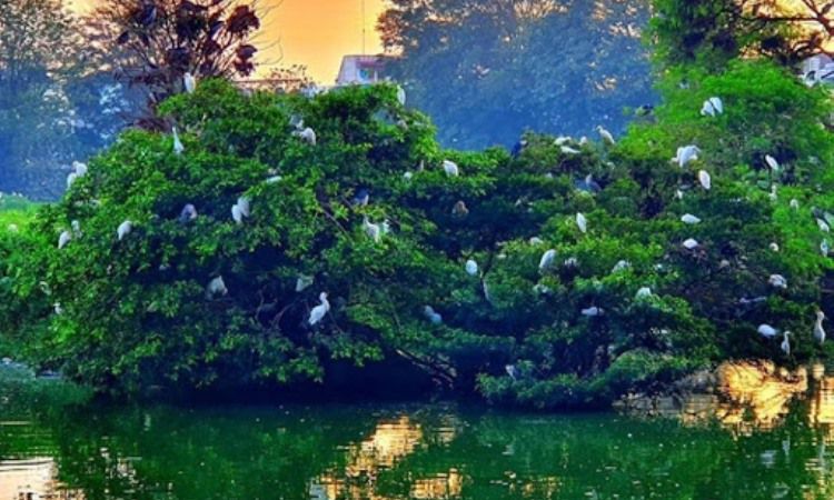 Taman Burung Cemara Asri