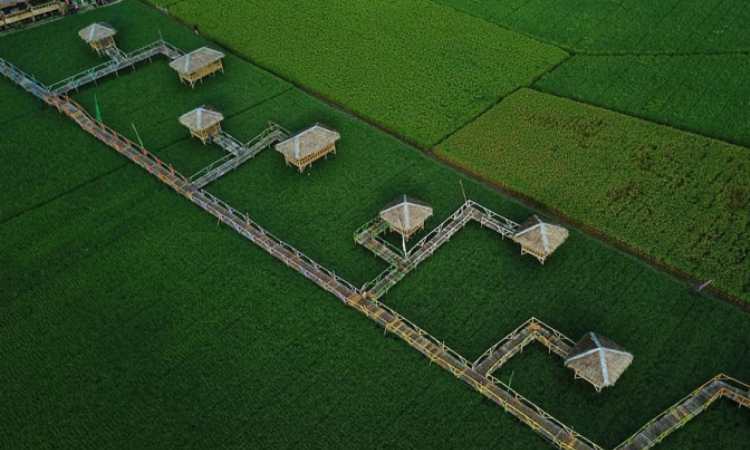 Daya Tarik Sawah Pematang Johar