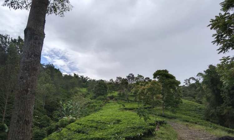 Fasilitas Bukit Daun Rejang Lebong