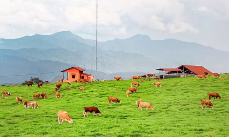 Fasilitas di Padang Mangateh