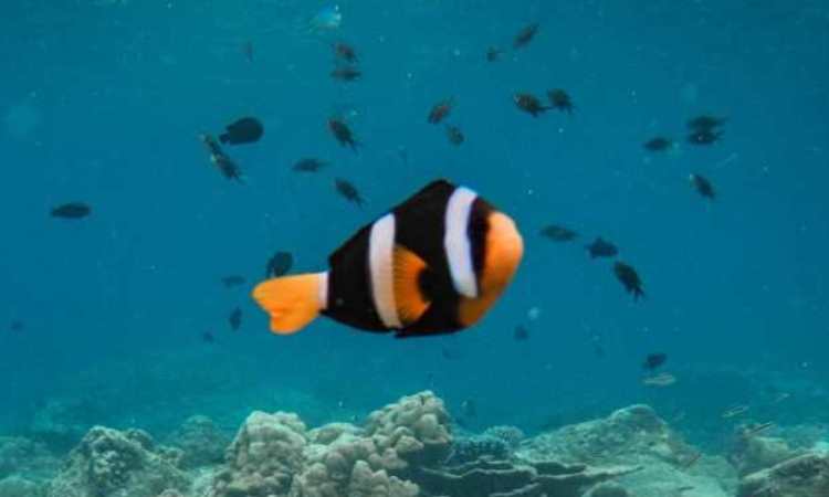 Daya Tarik Pantai Iboih